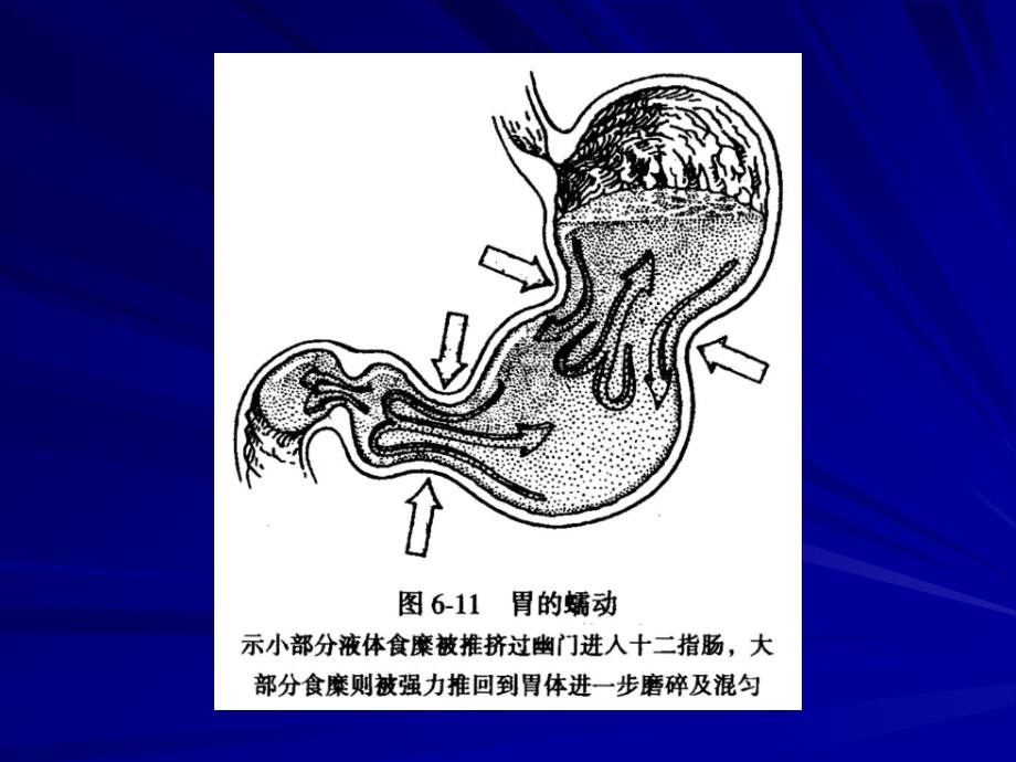 或迷走迷走反射加强胃要点课件_第1页
