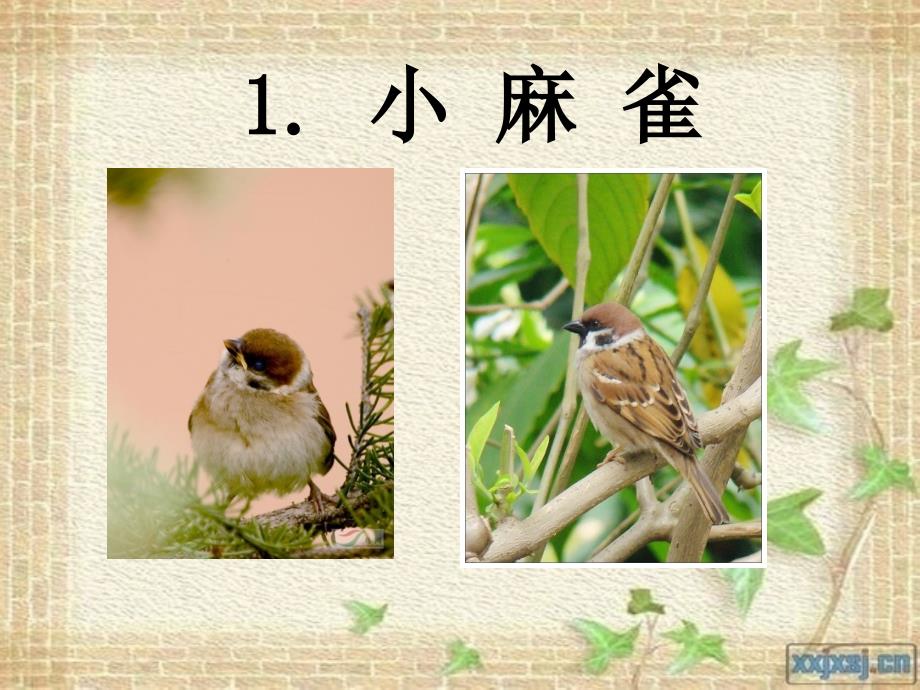 语文课件 s版五年级上 小麻雀 课件之二_第1页