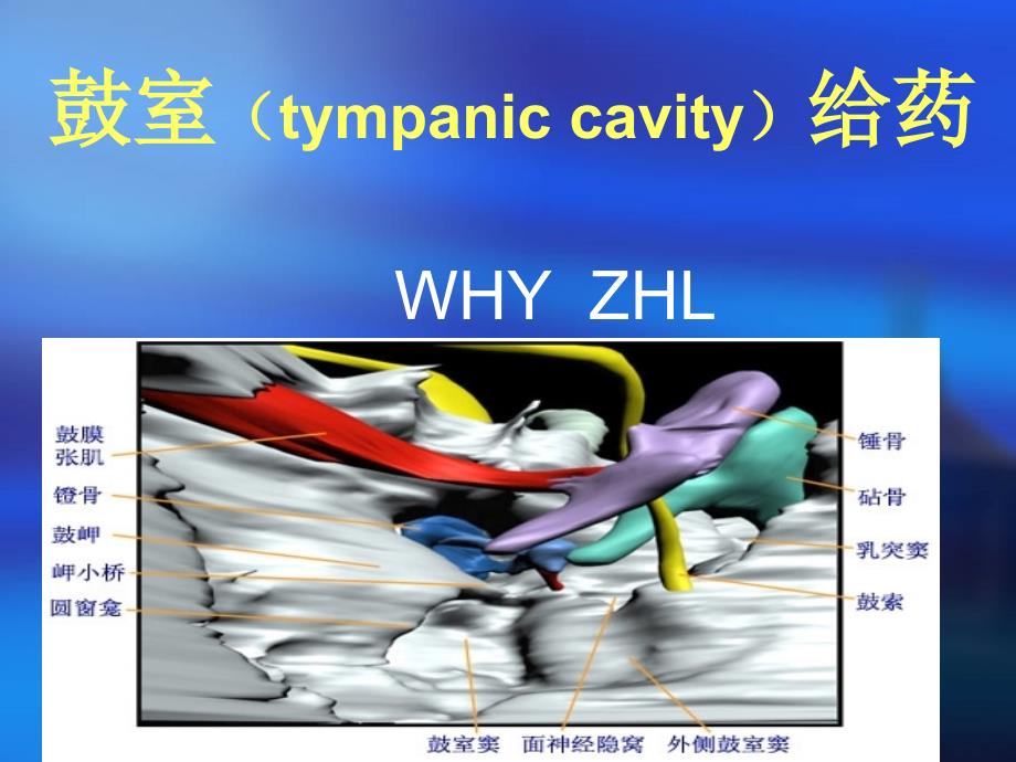 鼓室解剖及鼓室内给药_第1页