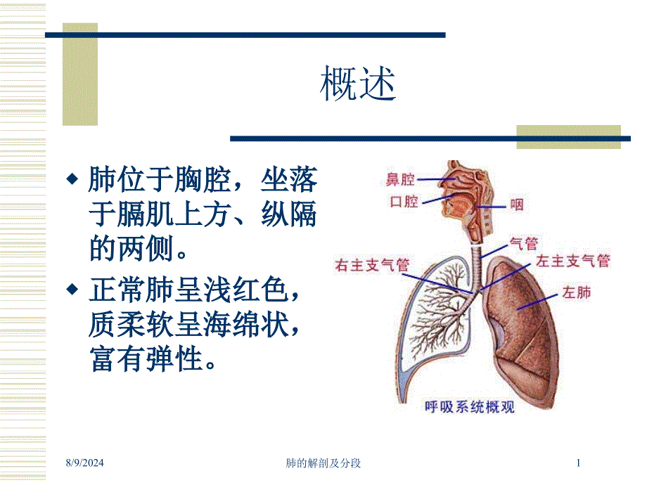 肺的解剖及分段培训课件_第1页