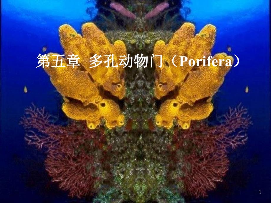 多孔动物门课件_第1页