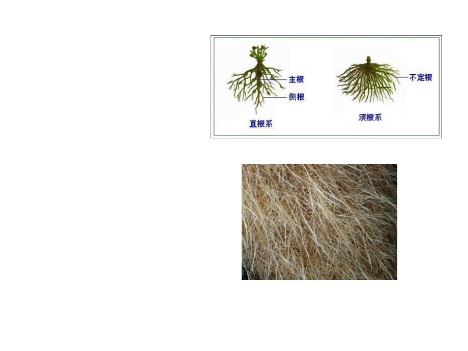 植物根系的生理活性_第1页