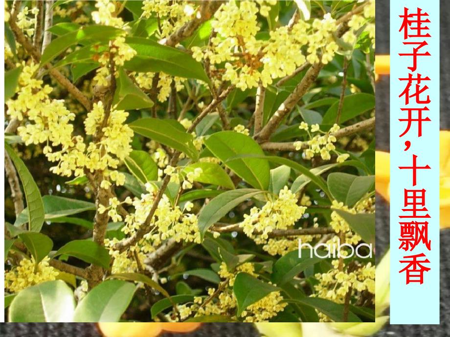 写桂花的作文指导课件_第1页