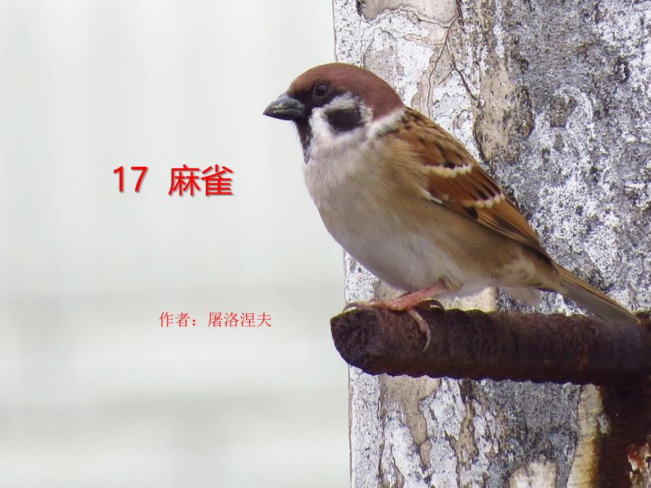 部编版《麻雀》课件_第1页