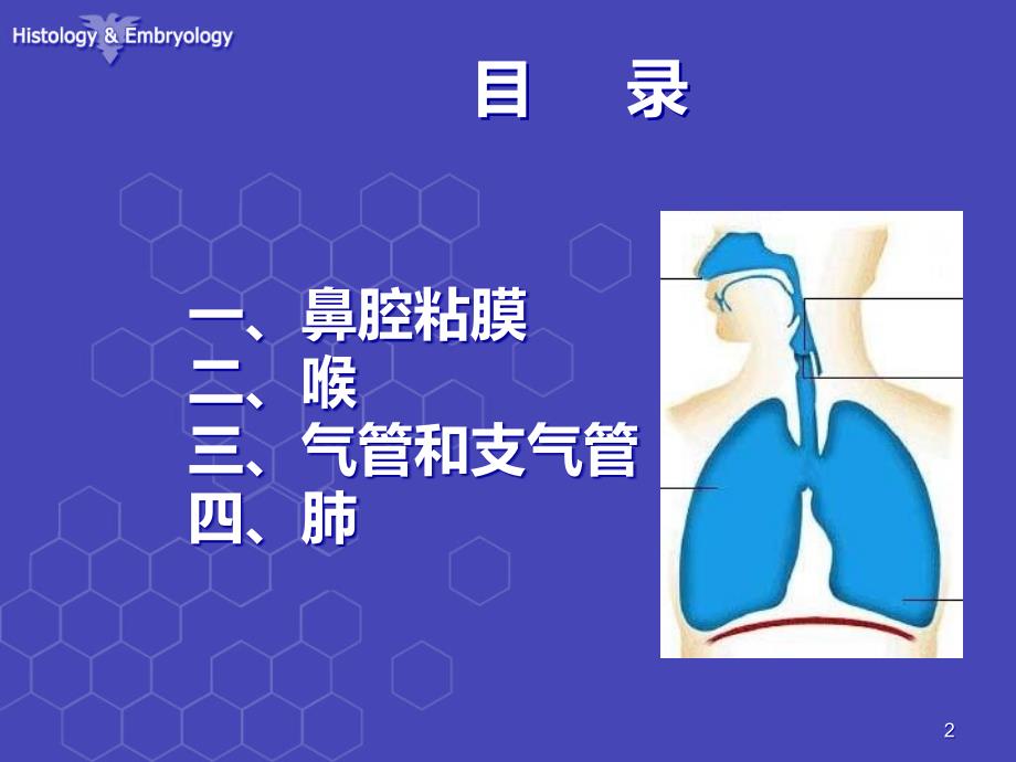 新编呼吸系统组织结构医学课件_第1页