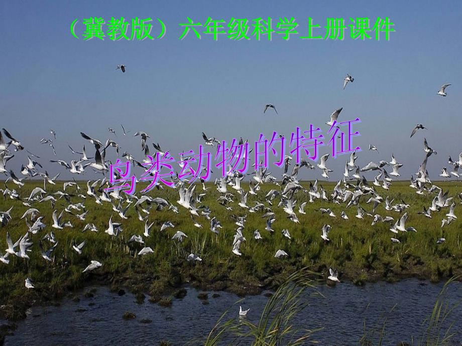 鸟类动物的特征_第1页