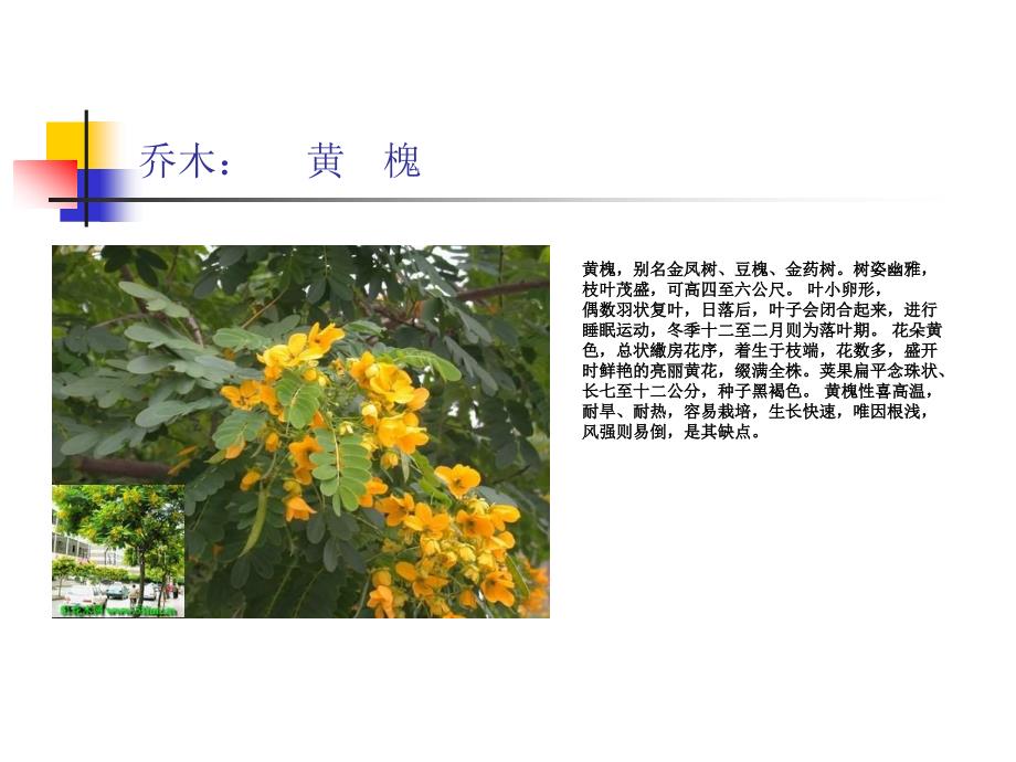 南方乔木植物_第1页