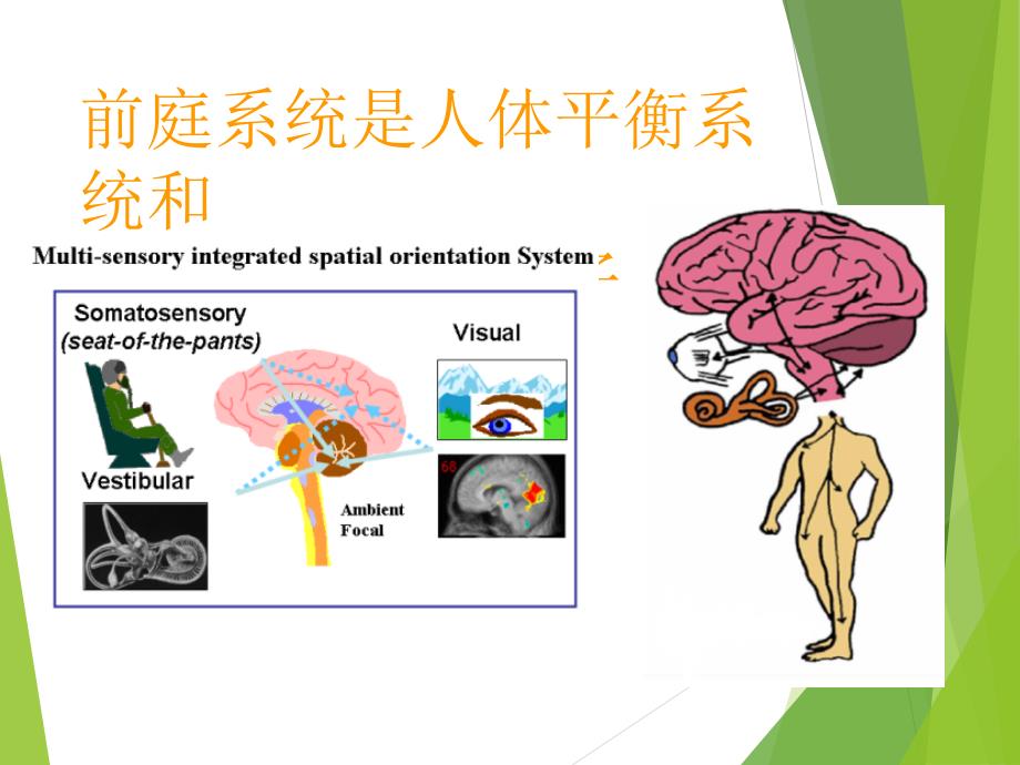 前庭系统解剖生理课件_第1页