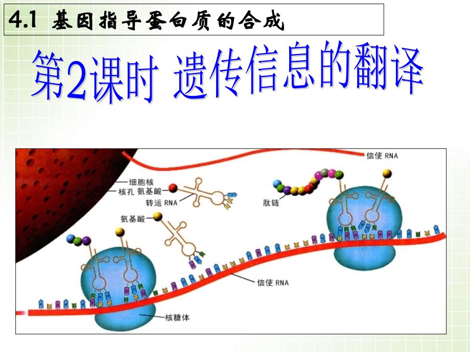 《遗传信息的翻译》_第1页
