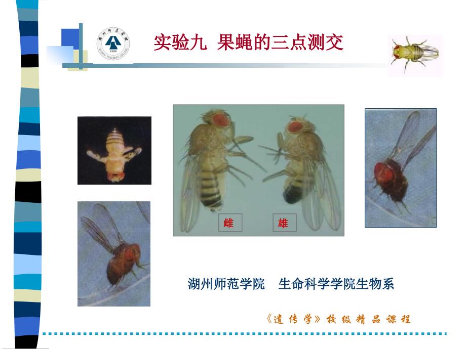 实验九果蝇的三点测交_第1页