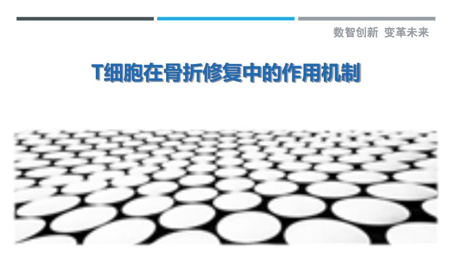 T细胞在骨折修复中的作用机制最佳分析_第1页